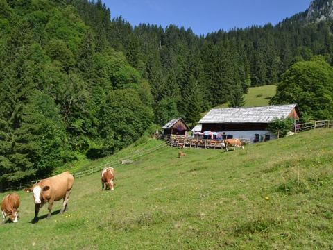 Die Koelblalm im Bergsteigerdorf Johnsbach ist die Sommerresidenz des Styria-Beef