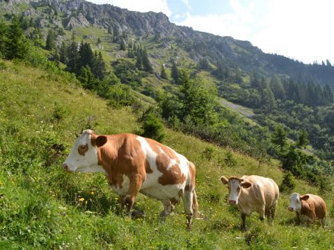 Die Kühe verbringen den Sommer auf den saftigen Weiden im Nationalpark Gesäuse im Bergsteigerdorf Johnsbach